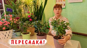 Пересадка молодого денежного дерева крассулы