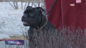 20 минут словно вечность: на севере Москвы спасли провалившегося в яму пса