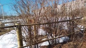 Обзор Деревни весной. MichelleXGame.