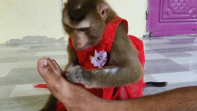 ASMR | Обезьянка ухаживает за человеком | Расслабляющее видео для сна