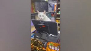 Тайная жизнь домашних животных, снятая на камеру