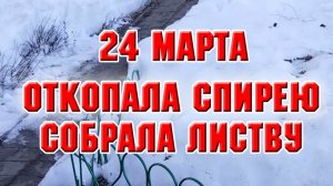 24 марта. Откопала спирею, собрала листву
