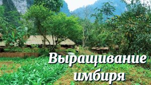 Выращивание имбиря, приготовление пищи и отправка детей в школу.