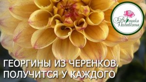 Георгины из черенков. Получится у каждого