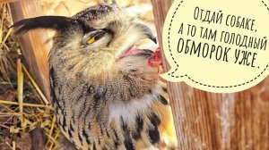 Сова Ёль не стала нести четвёртое яйцо. Пёс Кубик очень старается хорошо кушать. Дубоносы прилетели!