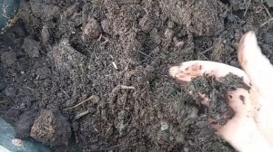 Ура я нашол перегной под рассаду .mp4