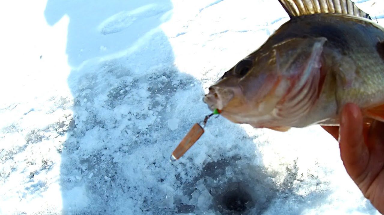 Ловлю Окуня сразу в Двух Лунках Лучшая Сибирская Рыбалка Онлайн Крутые Поклёвы, Русская Рыбалка 2026