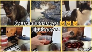 Кошачья команда 😼😺😽 Приболела.