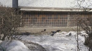 "Новости Тольятти" 23.03.2026