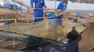 petal_20260324_091133.mp4