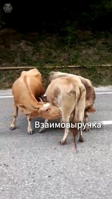 Взаимовыручка. Экоферма Кунцалу 2000м. Дагестан