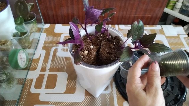 Гинура, групповая посадка 💞