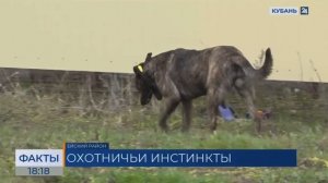 В Ейском районе отловят агрессивных собак, убивающих домашних птиц и кроликов