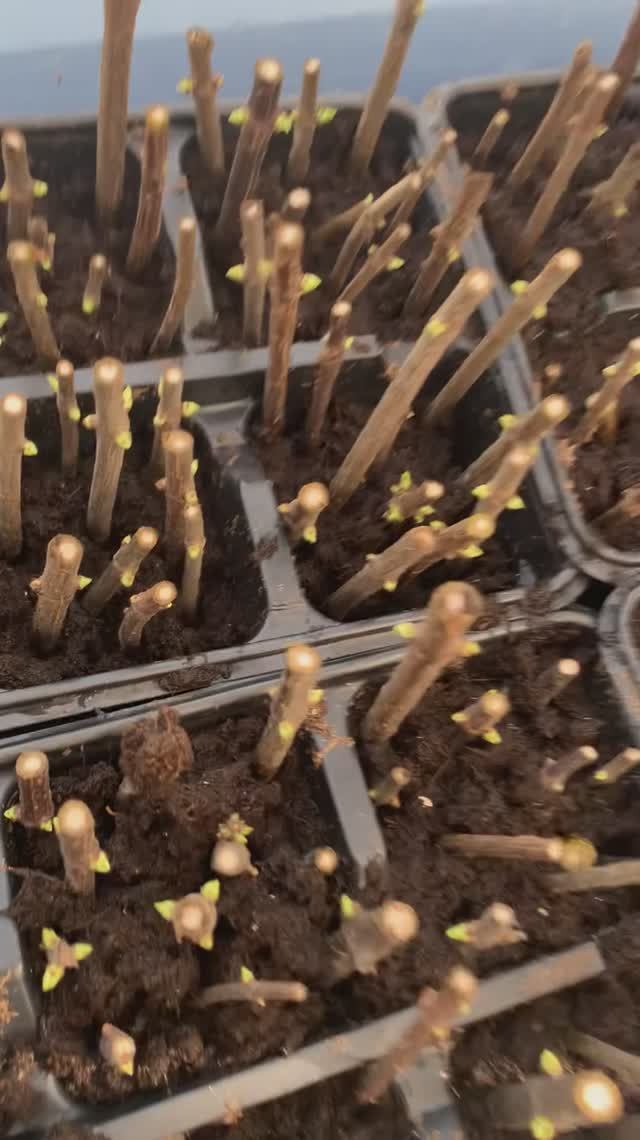 Весеннее черенкование гортензии. В каком растворе замачиваем черенки, чем накрываем