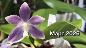 Цветение орхидей. Март 2026.