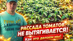 ЧТО СДЕЛАТЬ, ЧТО БЫ РАССАДА ТОМАТОВ НЕ ВЫТЯГИВАЛАСЬ.