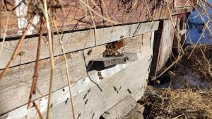 Пчелы вышли на облёт, а кругом ещё снег