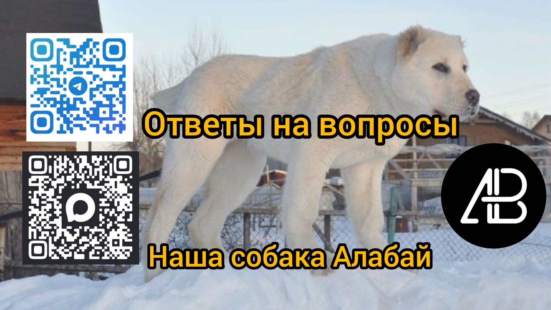 Алабай (среднеазиатская овчарка) порода нашей собаки 🐕 и что у неё с лапой?