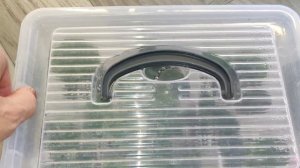 И снова здравствуйте. Фиалки у Алисы 💖.