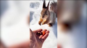 В Уфе в Непейцевском дендропарке засняли белку