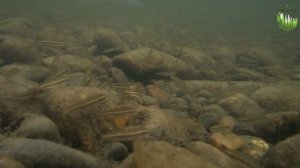 Поколение Мелководье.Часть 1