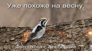 Фотоохота с Альбертом. Уже похоже на весну.