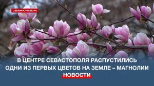 В центре Севастополя распустились одни из первых цветов на Земле – магнолии