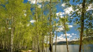 Весна в лесу #медитация #релаксация