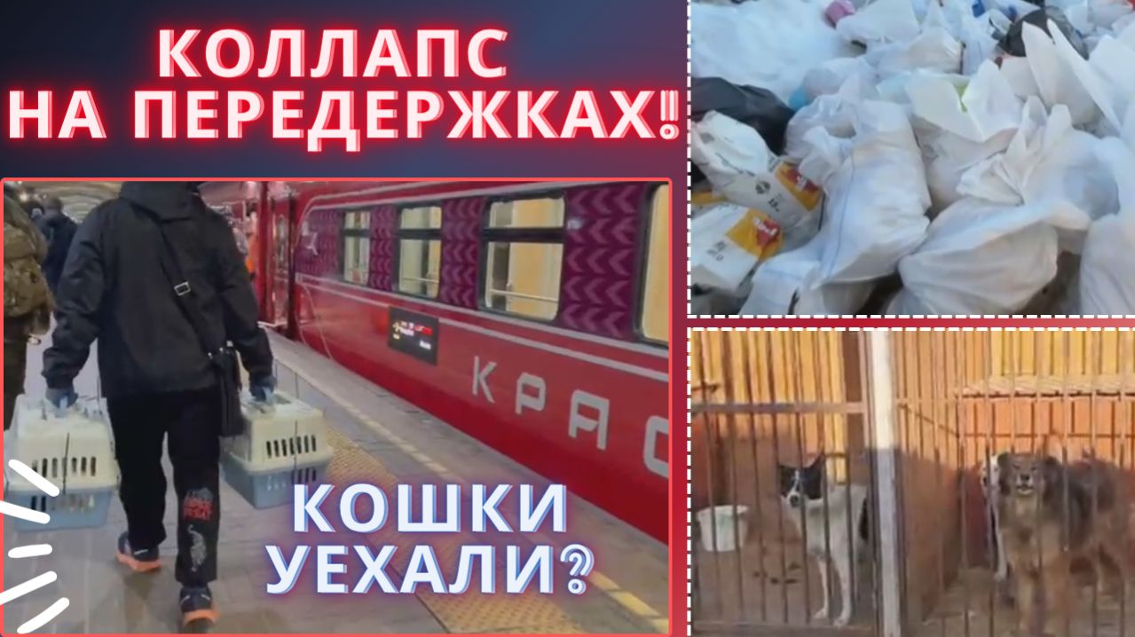 Собаки в грязи... Передержки на грани!