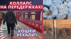 Собаки в грязи... Передержки на грани!