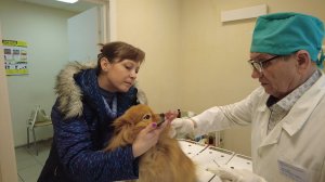 В Котовске до 1 мая проводится бесплатное чипирование собак