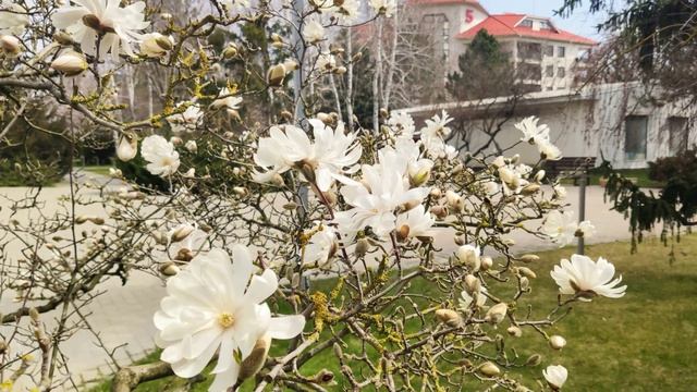 Пробуждение весны в Анапе Золотые пески