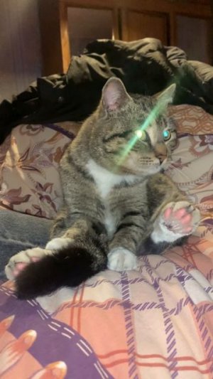 Деревенский кот