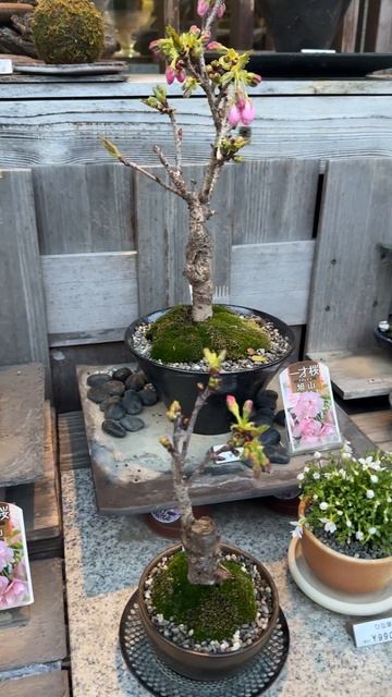 Японцы всегда стараются экономить пространство.