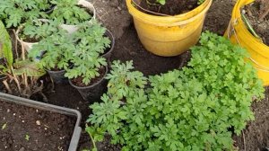 Обзор рассады в теплице