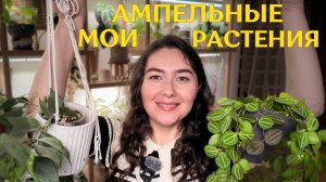 35 АМПЕЛЬНЫХ РАСТЕНИЙ из моей коллекции | ХОЙИ, дисхидии, ФИЛОДЕНДРОНЫ, сциндапсусы и АНТУРИУМЫ 🌿