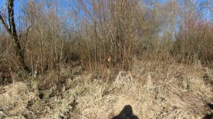 Кадры дня 21 марта 2026 / Ижора. Межстоличье./Утро