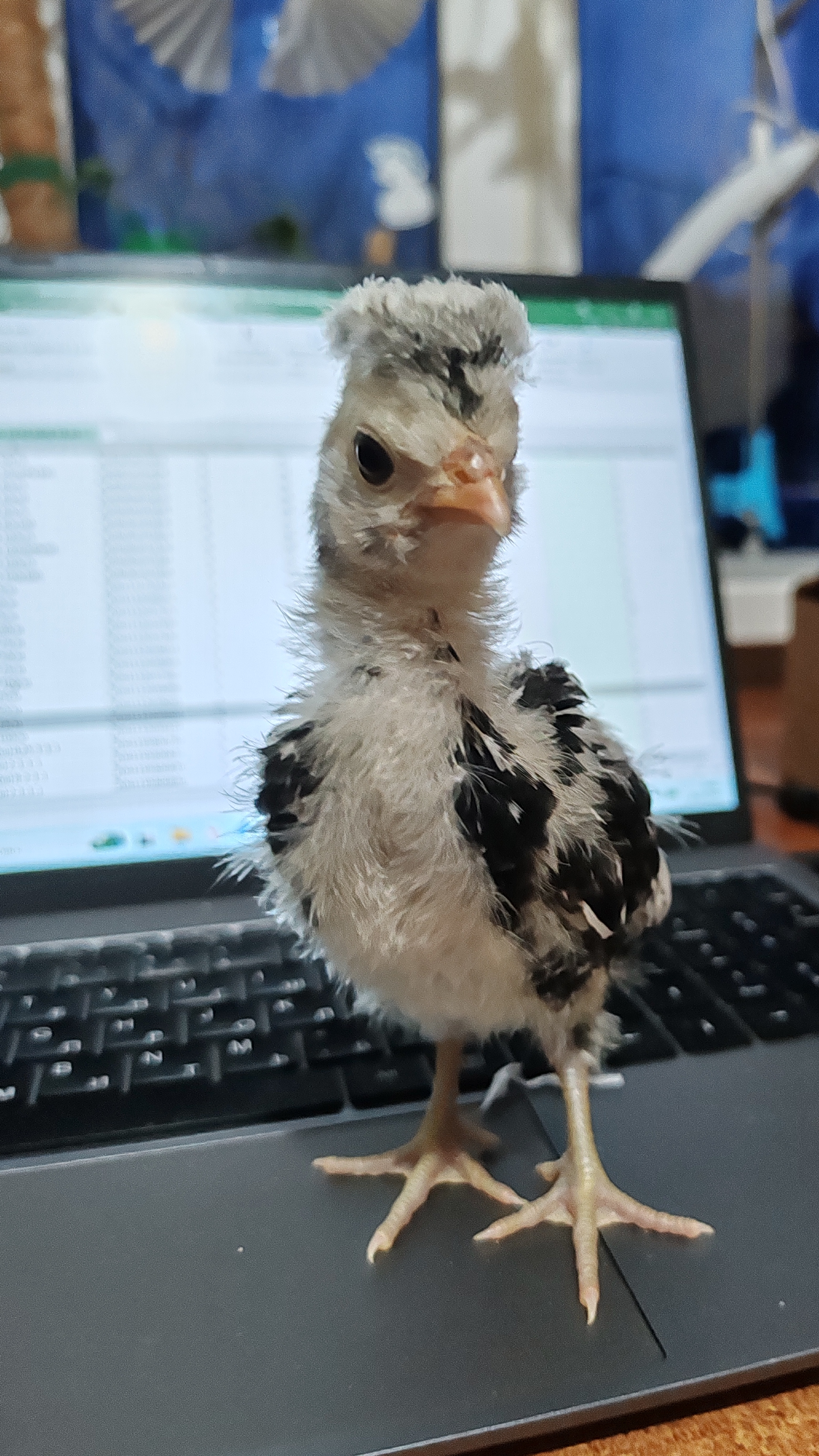 Так и живем:)