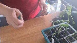 как можно распикировать вытянувшуюся рассаду (циния)24.03.26