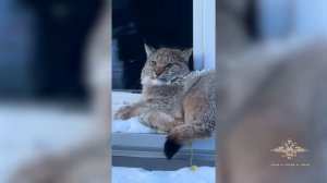 В ХМАО-Югре полицейские вернули рысь в естественную среду обитания