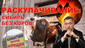 Владимир Боглаев: УБОЙ СКОТА- ОФИЦИАЛЬНОЙ ВЕРСИИ ПОКА НЕТ.