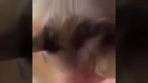 кошка мася эдит