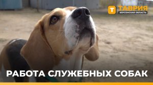 В Херсонской области служебные собаки помогают раскрывать преступления