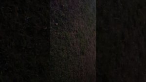 VAGIFOK 12V ЗНАК ЗНАМЕНИЯ АЛЛАХА.mp4