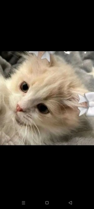 Будни скрипачки