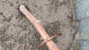 ПЕРВЫЕ ПРИЗНАКИ ЖИЗНИ НА МОЁМ ВИНОГРАДНИКЕ!!!🍇🍇🍇 Telegram, WhatsApp, Vlber и MAX +79528500417.