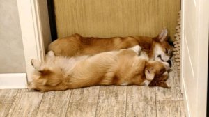 пол это лава