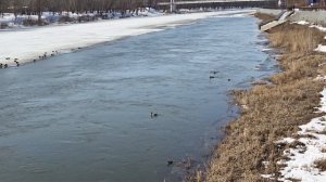 О состоянии ледяного покрова на реке Урал Оренбург 24 03 26