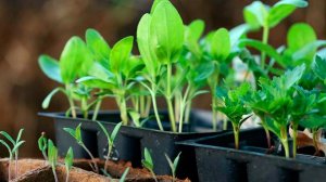 Выращиваем КРЕПКУЮ РАССАДУ .Так делать НЕ НАДО.