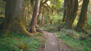 Тропический лес🌴🌿 Прогулка по лесу | Звуки природы | Учеба и снятие стресса.